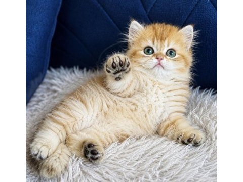 British longhair golden erkek