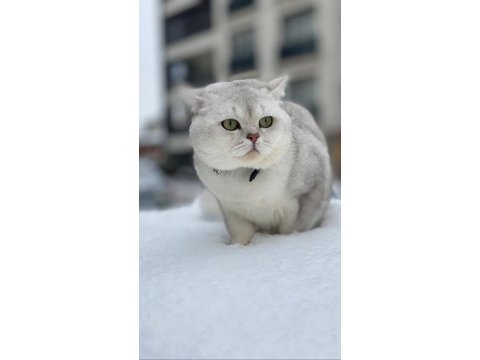 Asil british shorthair