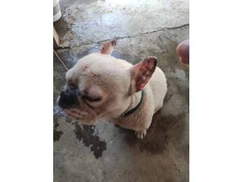 Dişili erkekli french bulldog 1.5 yaşlarında