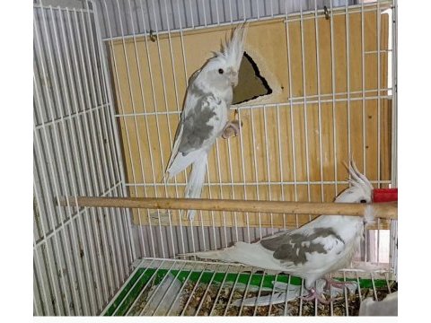 White face jumbo boy hazır takım sultan papağanı