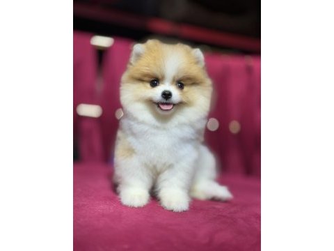 Mini boy pomeranian