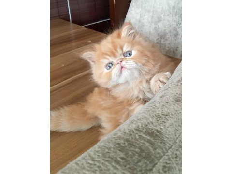 İran exotic longhair bebekler