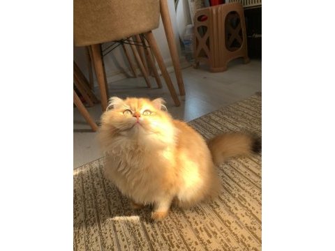 Erkek aslan british longhair