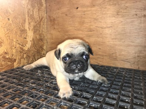Üst segment pug mops yavrular