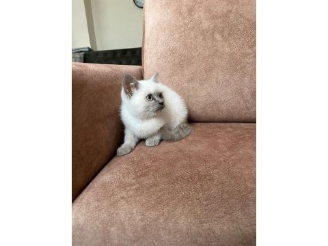 Blue point erkek british shorthair
