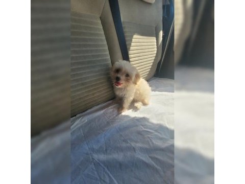 Maltipoo minişimm