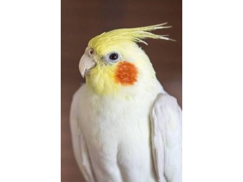 4 aylık sultan papağanı
