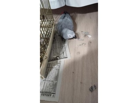 3 yaş civarı full evcil jako kelimesi cümlesi mevcuttur