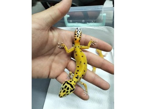 Yavru leopar gecko