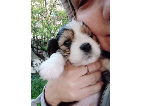 Jack russell kopeklerim