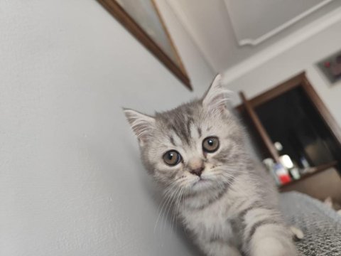 Son yavru british shorthair