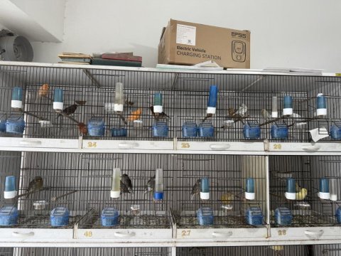 Damızlık her çeşit kanarya