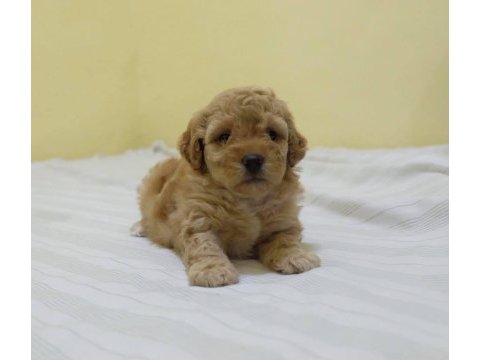 Irk garantili maltipoo yavruları