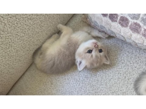 Golden british shorthair yavru
