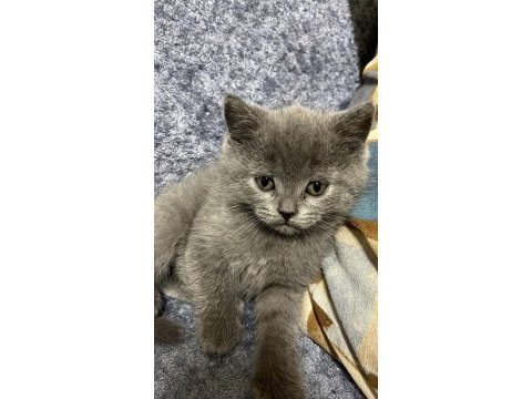 50 günlük british shorthair gri yavrularımız