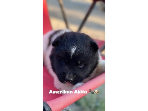 Amerikan akita inu yavruları