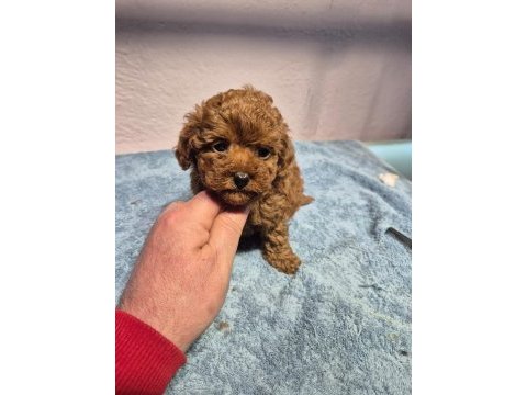 Poodle yavrularımız teslime hazır