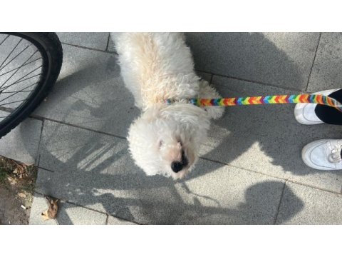 Poodle 1 yaşında dişi