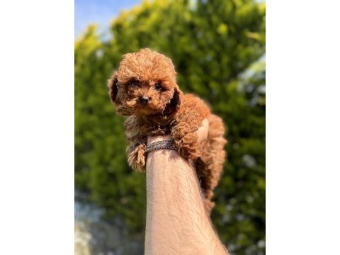 50 günlük kore red brown poodle erkek