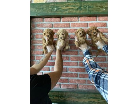 Wc egitimli maltipoo yavrularımız dişi erkek