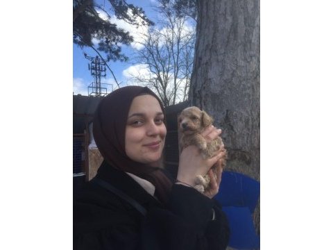 Maltipoo bebekler