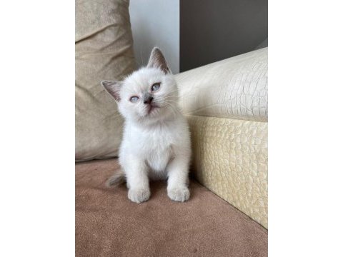British shorthair ve blue point
