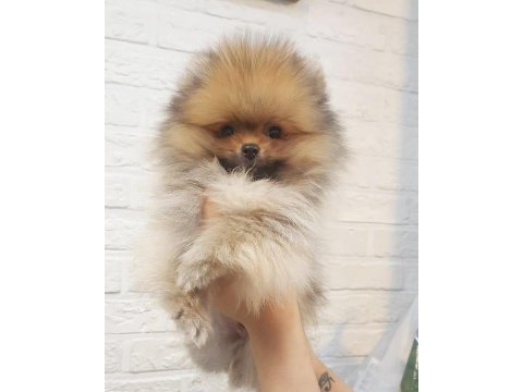 Ayı surat pomeranian yavruları