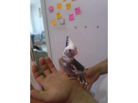 Pırlanta bebek sultan papağanı