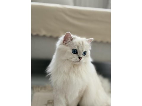British longhair golden sahiplendirilecek