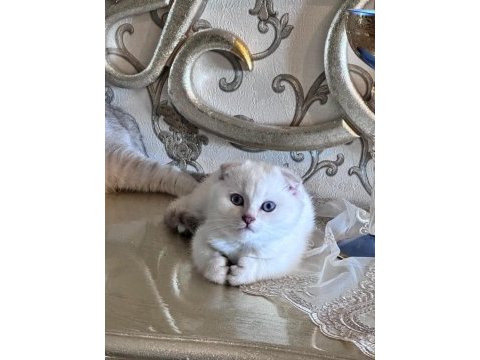Yavru scottish fold kedimize yuva arıyoruz