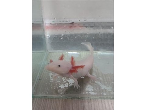 Acil satılık leucıstıc axolotl yem ıle bırlıkte