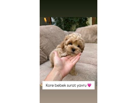 Efsane maltipoo bebeklerimiz