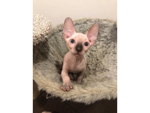 Safkan sphynx yavruları ozyfelines