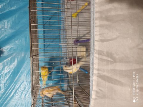 Lanksair kırması dişi tepeli alman tepeli dişi kanarya