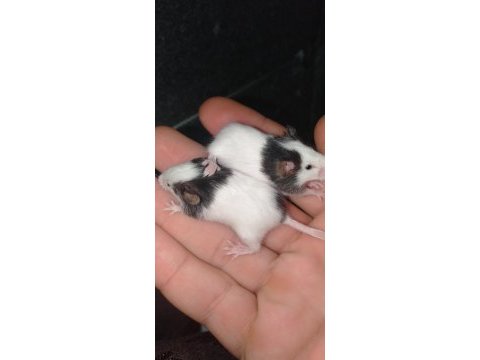 Panda mice bebek yavrularımız