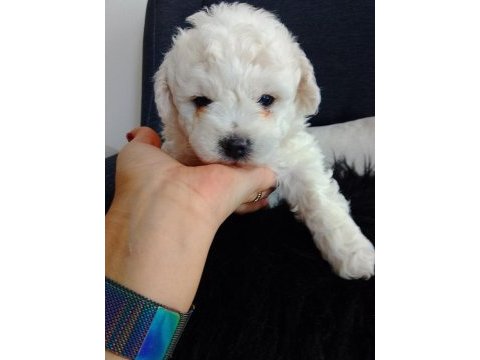 Bichon frise yavruları