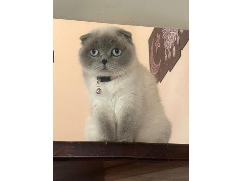 Birbirinden ayrılmayan tatlı kedilerimi sahiplendirme