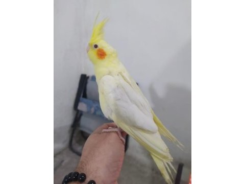 Satılık sultan papağanı erkek