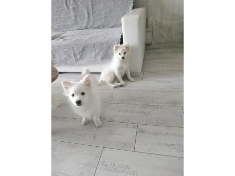 Saf 1 erkek ve 1 dişi köpeğimiz