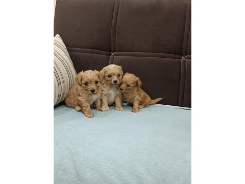 Ufak boy maltipoo