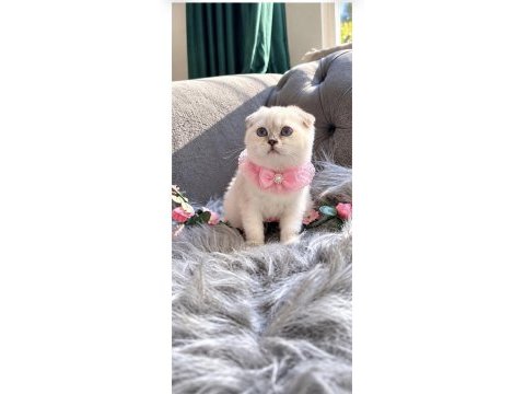 Muhteşem kalitede scottish fold