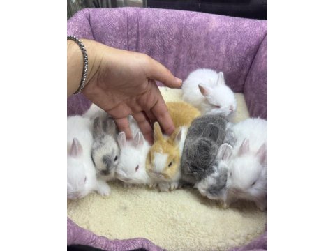 Cüce tavşan netherland dwarf yavrularımız