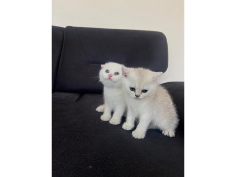 2 aylık scottish fold