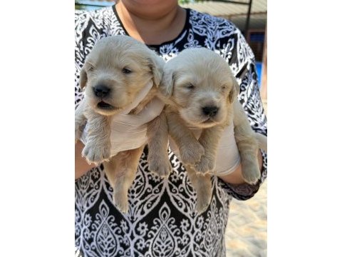 Golden retriever yavrularımız ruhsatlı çiftliğinden