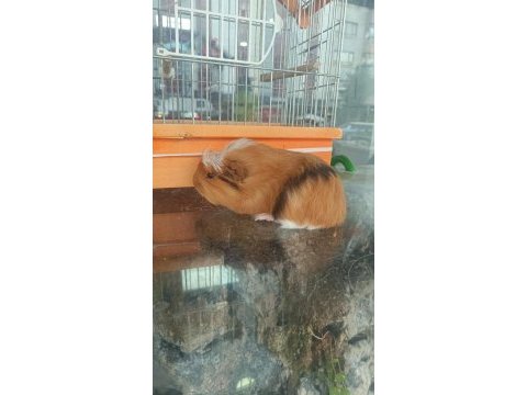 Guinea pigler