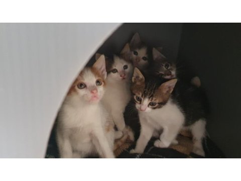 Van kedisi kırması gözleri yeşil mavi anne ve yavrular