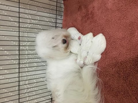 Maltese yavrular rezerve edilecektir