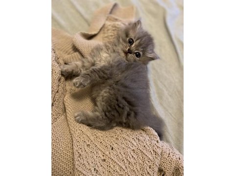British longhair erkek