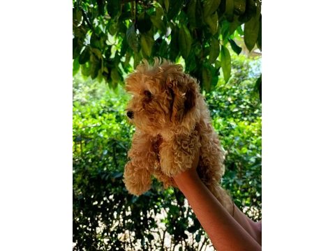 3 aylık dişi ve erkek poodle yavrular