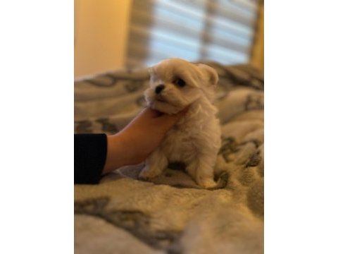 Orjinal kore kan maltese
